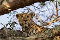 103 Zuid-Afrika, Sabi Sand Game Reserve, luipaard